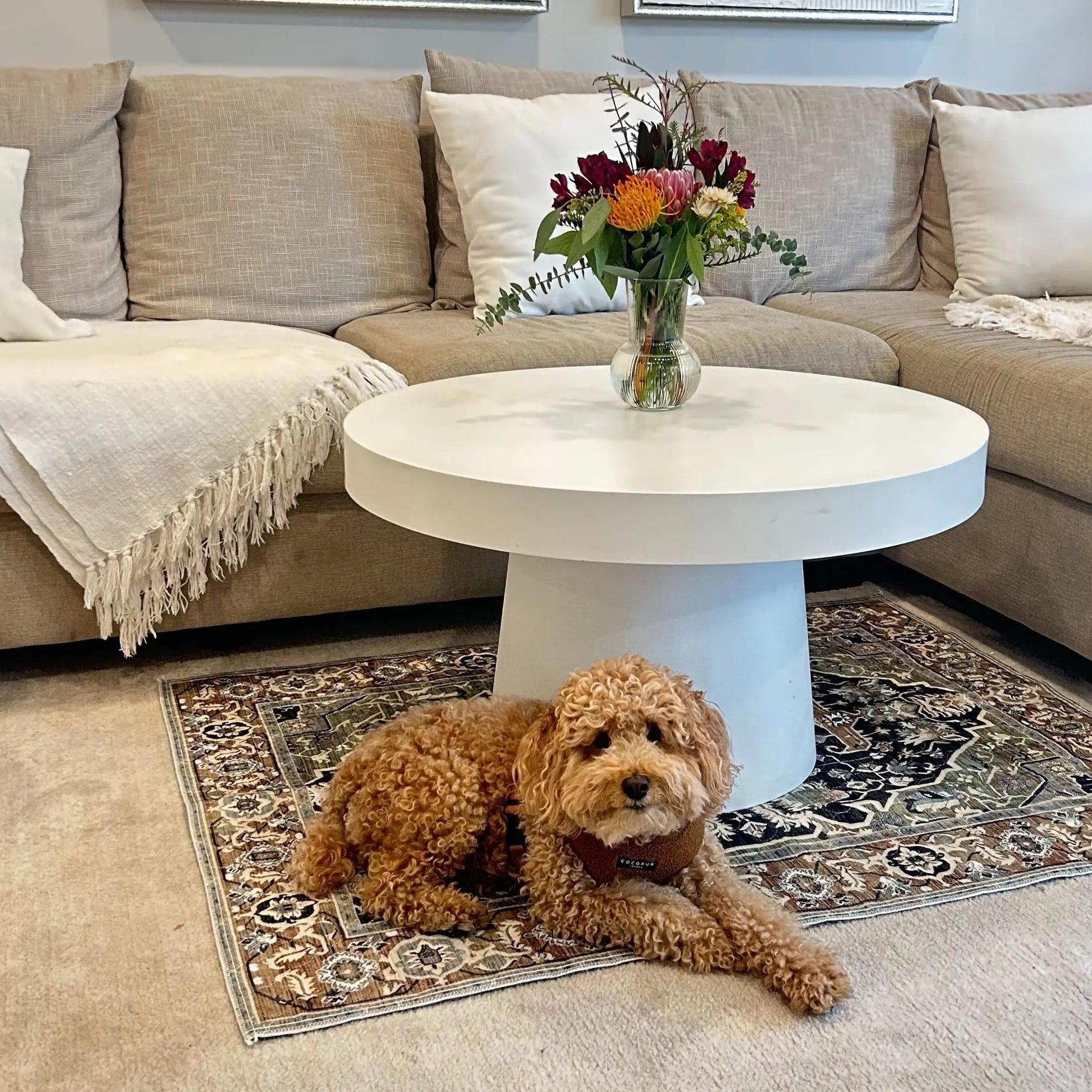 Lovewag Pets Washable Dog Pads - Pack of 2, Eco-Friendly & Leak-Proof Design, Multi-Design Options: Sage Forest, Marmalade Sunshine, Moonlit Night, Rustic Terracotta, 16" X 24" & 36" X 48"& 28" X 41"