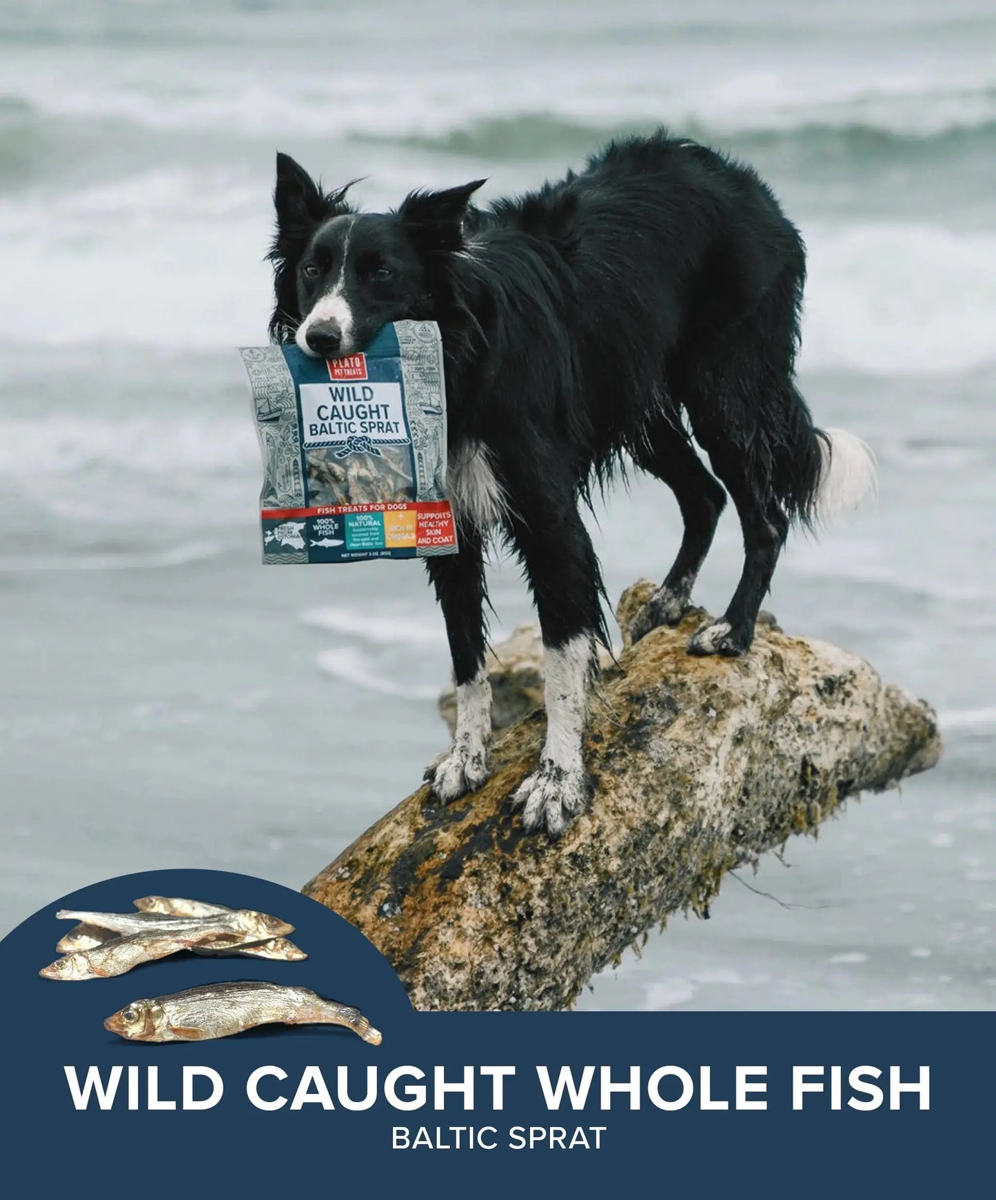 Plato Wild-Caught Baltic Sprat Dog Treats | Single-Ingredient Whole Fish | Omega-3 Skin & Coat Support | Grain-Free Air-Dried | 3Oz & 7.5Oz