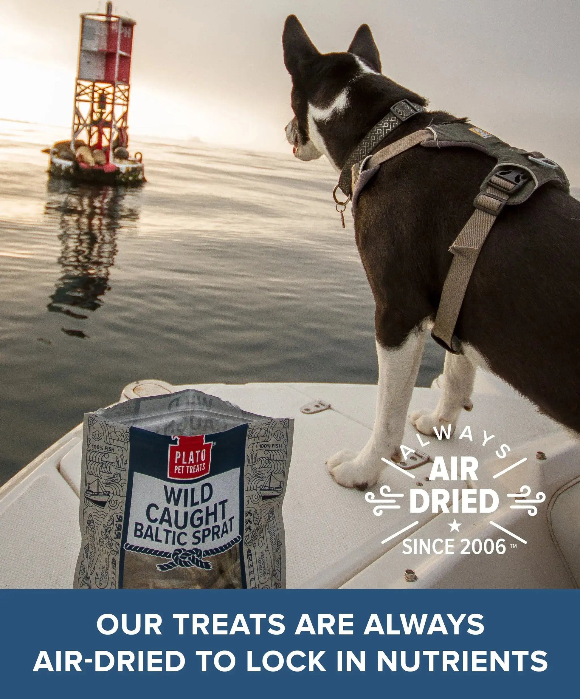 Plato Wild-Caught Baltic Sprat Dog Treats | Single-Ingredient Whole Fish | Omega-3 Skin & Coat Support | Grain-Free Air-Dried | 3Oz & 7.5Oz