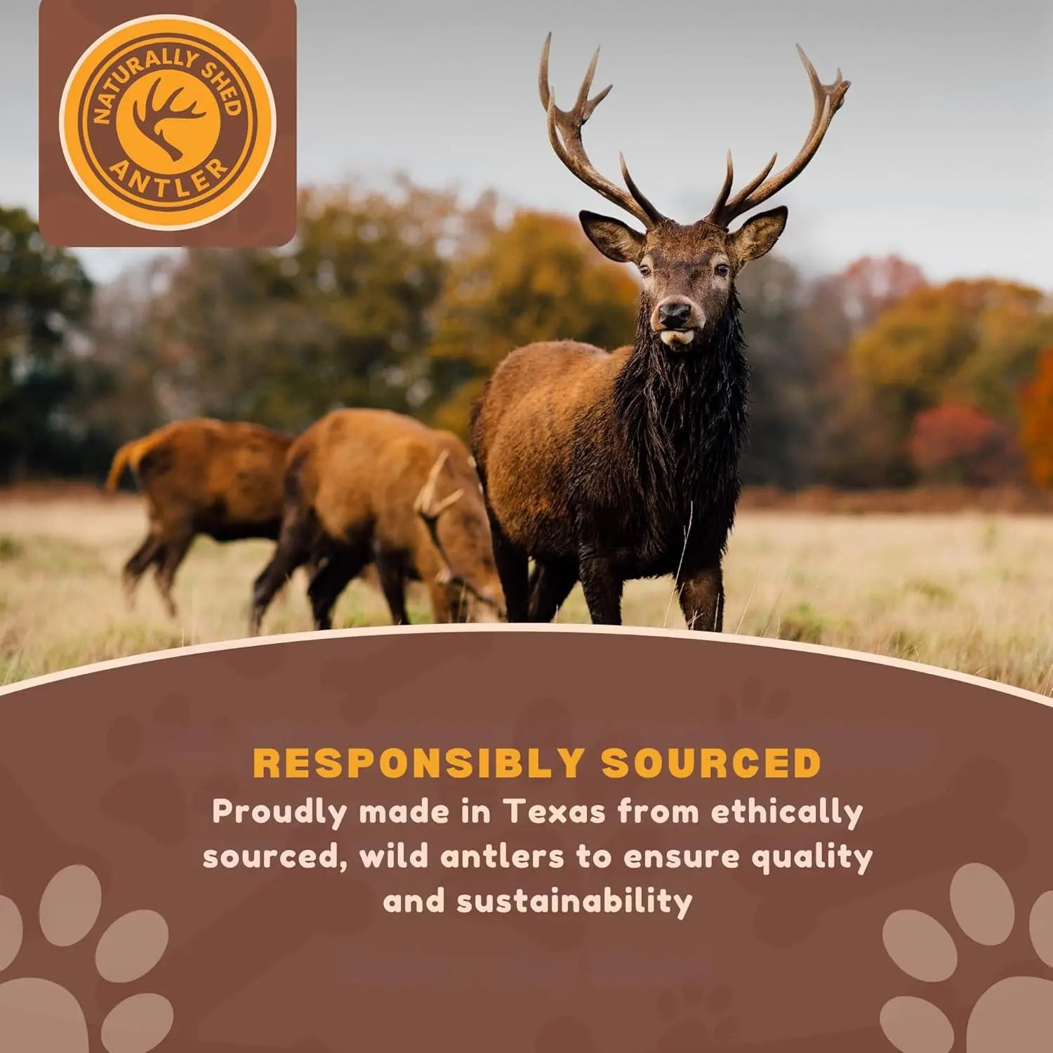 6 Pack - Medium | SPLIT Red Deer Antler Dog Chews