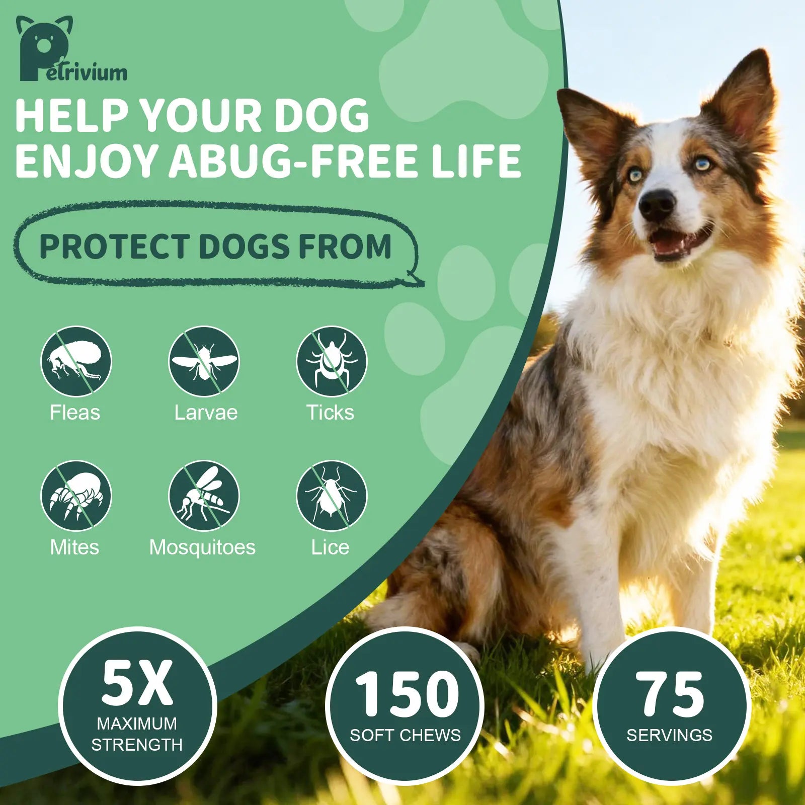 Dog Flea & Tick Support Soft Chews - Natural Oral Supplement - Suitable for All Breeds & Sizes - 150 Chicken Treats